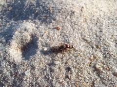 Otitinae
