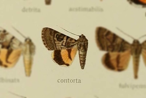 Oak Yellow Underwing