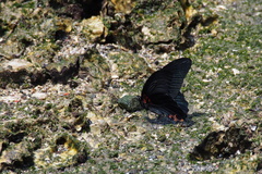 Papilio memnon thunbergii