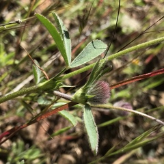 Trifolium albopurpureum