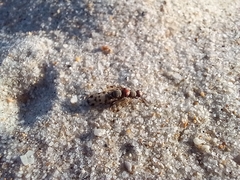 Otitinae