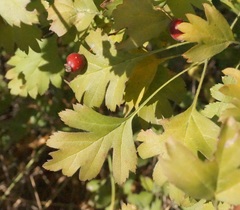 Crataegus karadaghensis