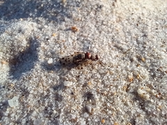 Otitinae