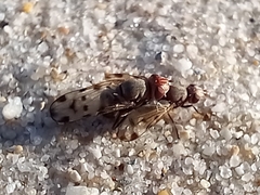 Otitinae