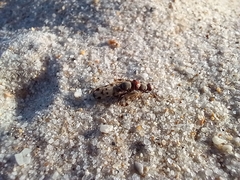 Otitinae