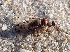 Otitinae