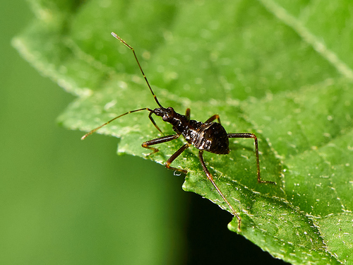 Žiaurioji Skerdblakė nuotrauka