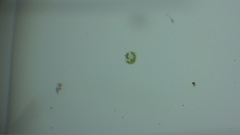Hydrodictyaceae
