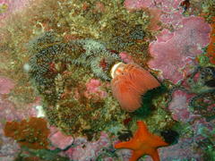 Protula bispiralis