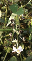 Kosteletzkya depressa