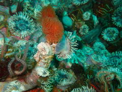 Protula bispiralis