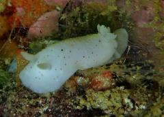 Cadlina