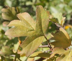 Crataegus karadaghensis