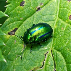 Oreina gloriosa