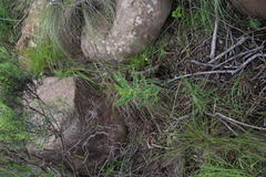 Asclepiadinae