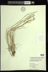 Puccinellia maritima