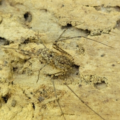 Scytodes atlacoya