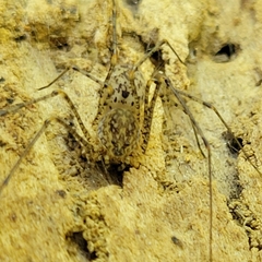 Scytodes atlacoya