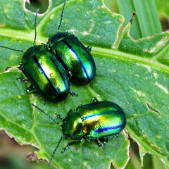Oreina gloriosa