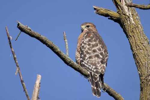 Red-shouldered Hawk photographed in Maryland