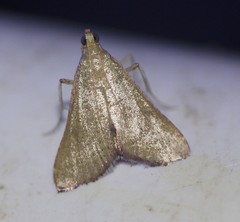 Endotricha dispergens