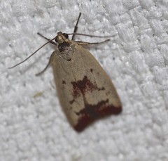 Ageletha elaeodes