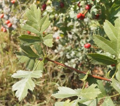 Crataegus stevenii