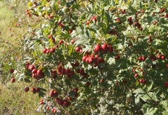 Crataegus stevenii