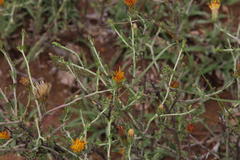 Pegolettia