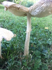Amanita chrysoblema