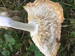 Amanita chrysoblema