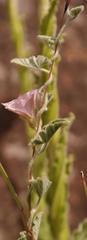 Convolvulus farinosus