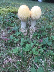 Amanita chrysoblema