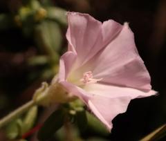 Convolvulus farinosus