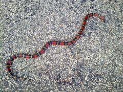 Lampropeltis abnorma