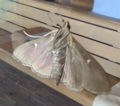 Cydalima perspectalis