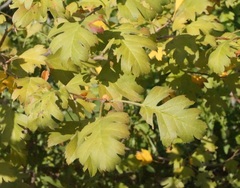 Crataegus karadaghensis