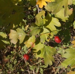 Crataegus karadaghensis