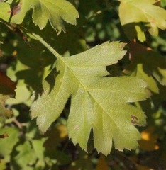 Crataegus karadaghensis