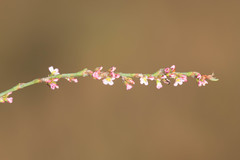 Polygonum equisetiforme