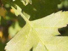 Crataegus karadaghensis