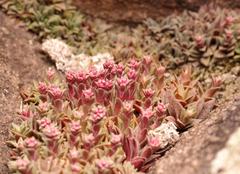 Crassula setulosa setulosa