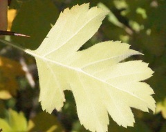 Crataegus karadaghensis