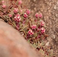 Crassula setulosa setulosa