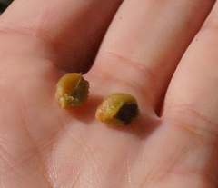 Crataegus karadaghensis