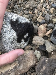 Pseudephebe pubescens