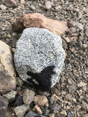 Pseudephebe pubescens