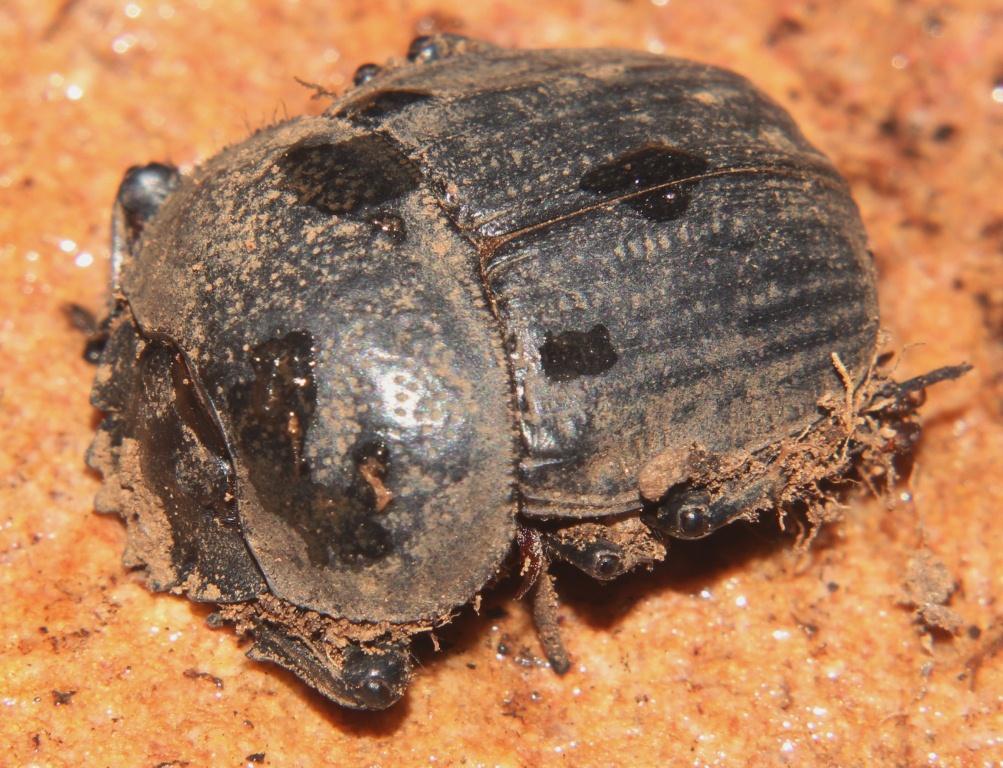 Rugged Sandveld Dung Beetle (Scarabaeus rugosus) (Dung Beetles of Cape ...