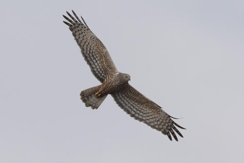 African Marsh Harrier
