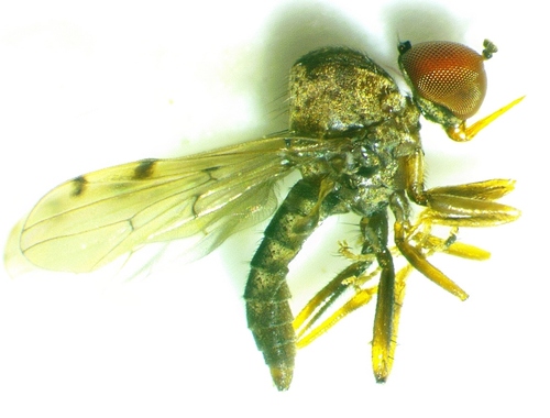 Syneches simplex photo 3